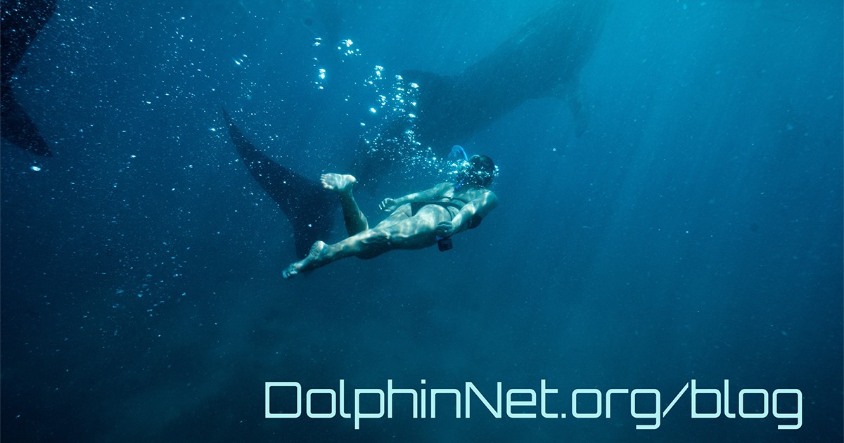 DolphinNet.org Blog